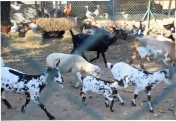 Animais da quinta